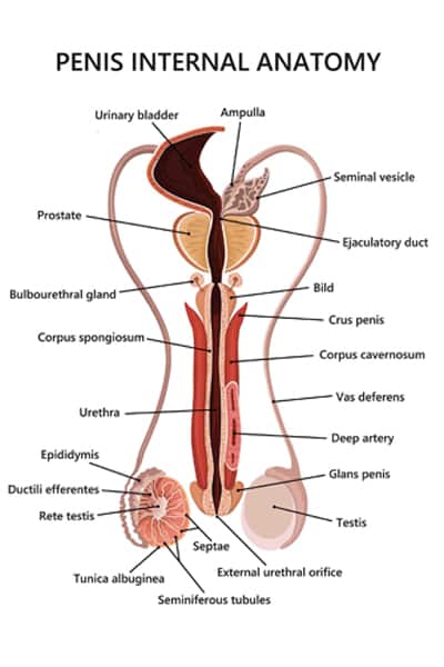 L’epididimite